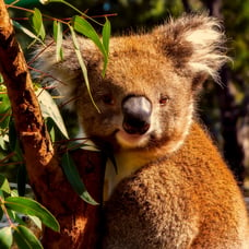 Koala in a tree in Australia