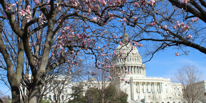 5 Ways to Enjoy the D.C. Cherry Blossom Season